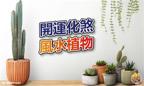 玄關擋煞植物|化煞聚財全靠它！家中植物這樣擺就對了 